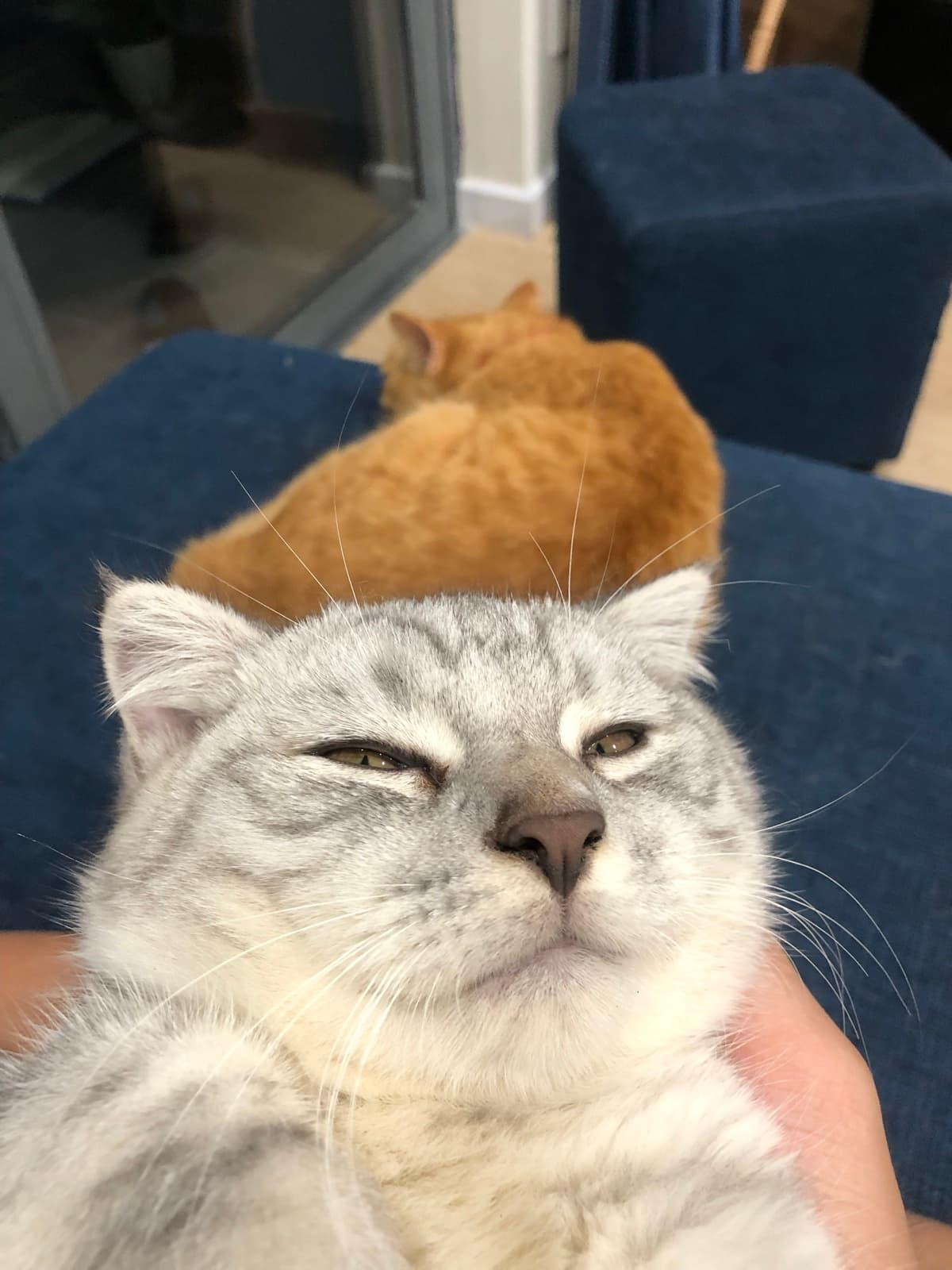Silver tabby cat in the foreground with an orange cat resting behind it