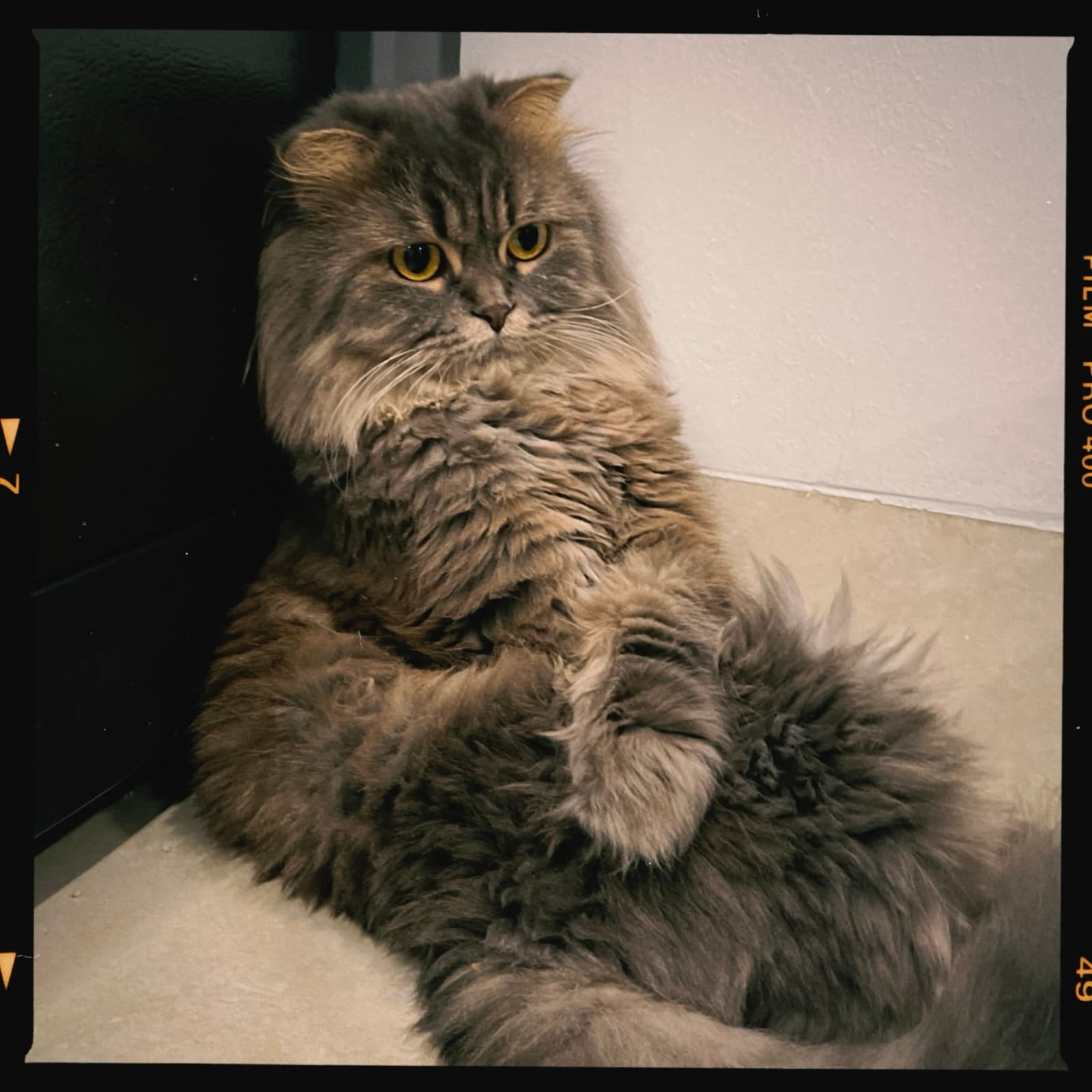 Fluffy long-haired gray cat sitting upright