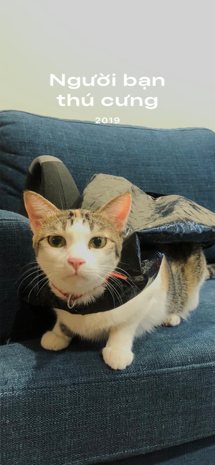 Tabby-and-white cat wearing a foil cape costume on a couch