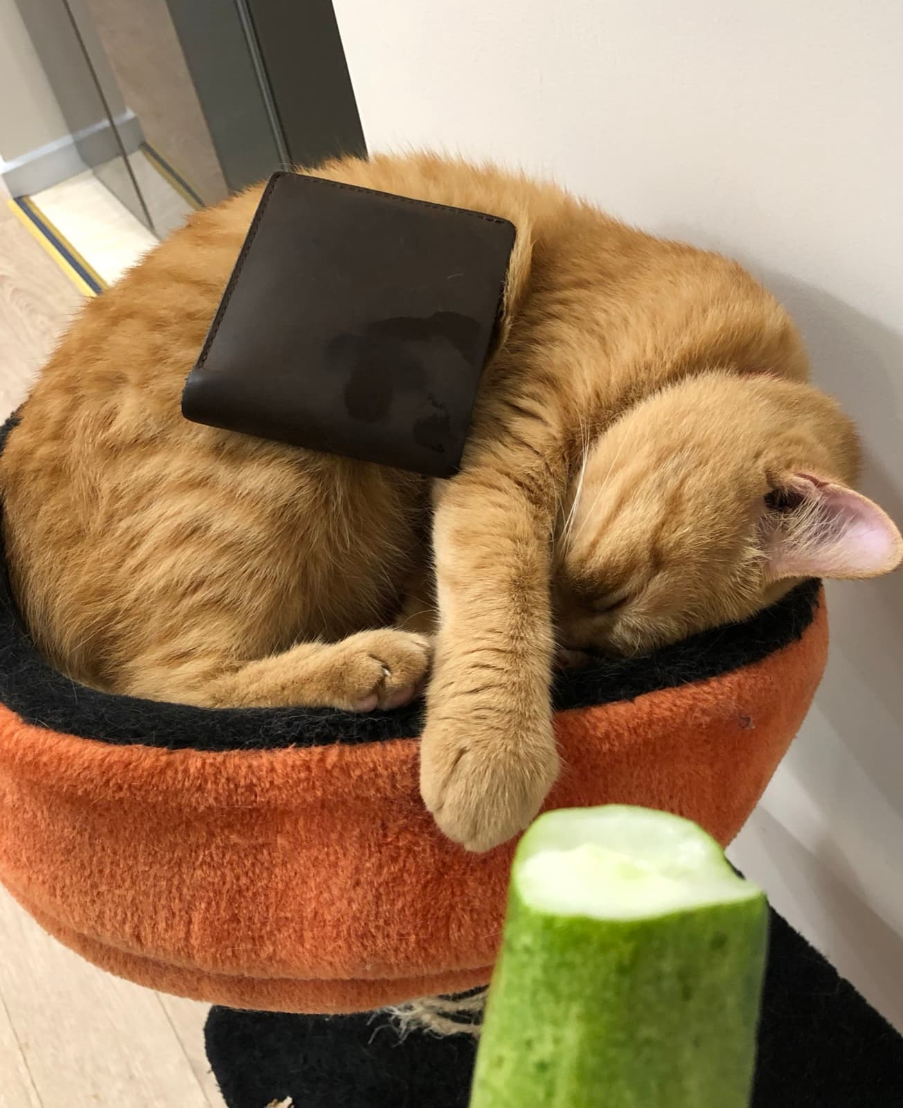 Orange cat curled up asleep in a round bed, with a wallet resting on its back