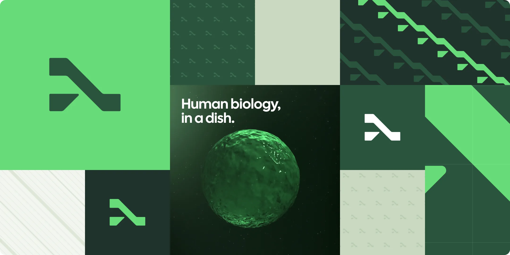 A tile grid: the symbol on Vital Green, Micro and Flow pattern tiles, a Cell Mist block, a green organoid photo headed 'Human biology, in a dish.', symbol tiles in white and Vital Green, a cropped supergraphic and a Lines tile