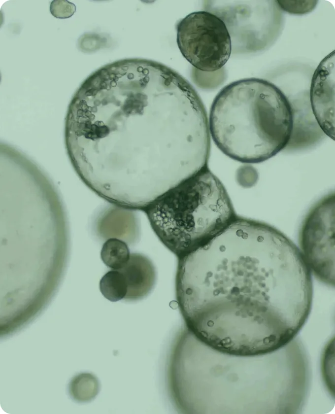 Translucent organoids under the microscope, graded pale green