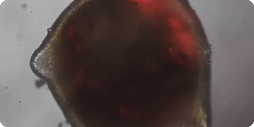A stained organoid section in deep red