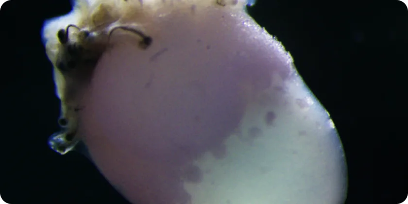A pale organoid on a dark ground, lit from the side